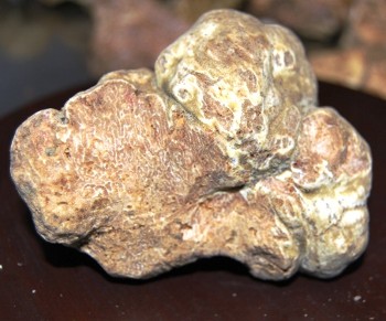 white truffle 
